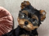 Elevage Familial et Exclusif des YorKadors /Yorkshire Terrier LOF uniquement