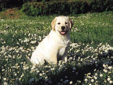 Crownwood Labradors