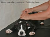 Fabienne Boi, Ostéopathe canin/félin