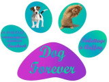 Dog Forever