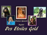 Des Etoiles Gold