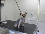 Charly Toilettage Canin