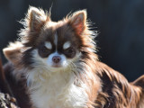 Chihuahua du Royaume d'Odin