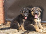 Ramonis Kennel