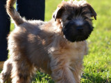 Élevage forget  soft-coated-wheaten-terrier