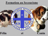 Saint-bernard formation - secourisme canin