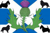 Des chardons écossais