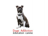 Dogs Addiction