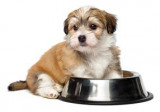 Barralon alimentation pour chiens
