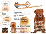 Education Canine 31