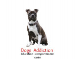 Dogs Addiction