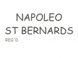 Napoleo Saint Bernards