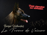 De la Fureur de Vaincre