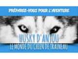 Husky d'Anjou