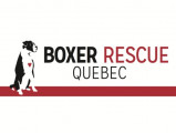 Boxer rescue