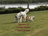Minicrocs 56: Pension familiale professionnelle pour chiens et chats