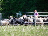 Club Suisse des Amis du Beauceron (CSAB)