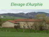 D'Aurphie