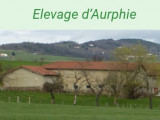 D'Aurphie