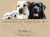 Labradors of Sweet Eyes