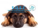 Saint-quentin Education Canine