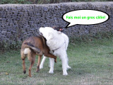 Dressage comportementaliste canin