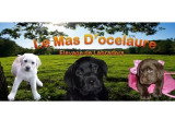 Du Mas d'Ocelaure