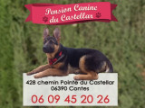 Pension canine du Castellar