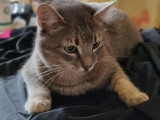 La main à la patte - Toiletteuse pour chats à domicile