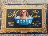 M Chic Toutou