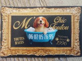 M Chic Toutou