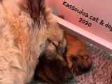 Kassouloa