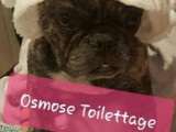 Osmose toilettage