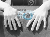 Horse Téo Pet