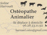 Soline Harrouët ostéopathe animalier