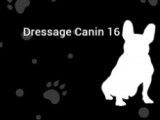 Dressage Canin 16