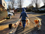 Pension canine familiale de Belgrade "Namur" (petit chien)