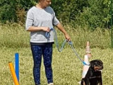 Sophie Education canine