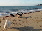 Education canine du golfe