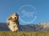 Bearded Collie Club de Suisse (SBCC)