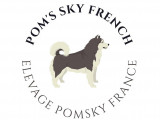 Elevage Pomsky France