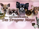 Des Dragons Maya