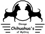 Des Chihuahua's de MyOrcq