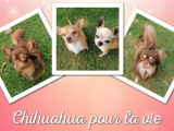 Chihuahua Pour La Vie