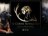 Le Corne Royale