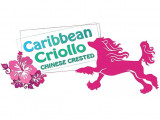Caribbean Criollo