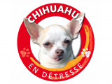 Chihuahua en détresse