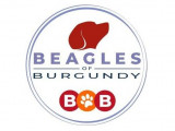 Beagles of Burgundy