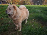 Aurely's Dogs