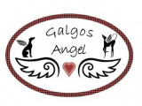 Galgos Angel